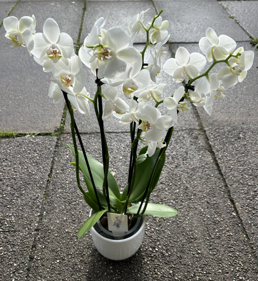 Classic White Orchid Plant Product Image
